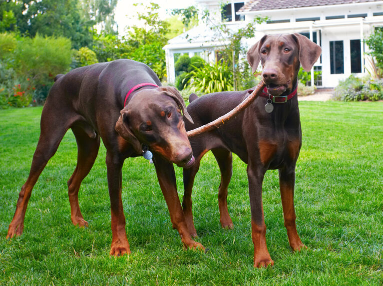 Doberman Pinscher, Dog, Dogs, Jess, Toby