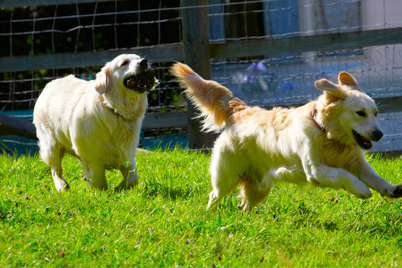 Dog, Dogs, Golden Retriever, Hal, Sirius
