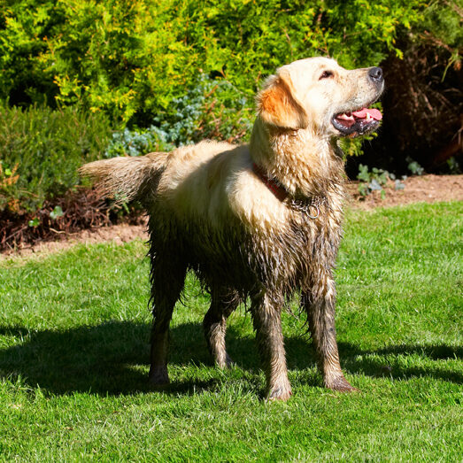 Dog, Dogs, Golden Retriever, Hal, Sirius, Tongue