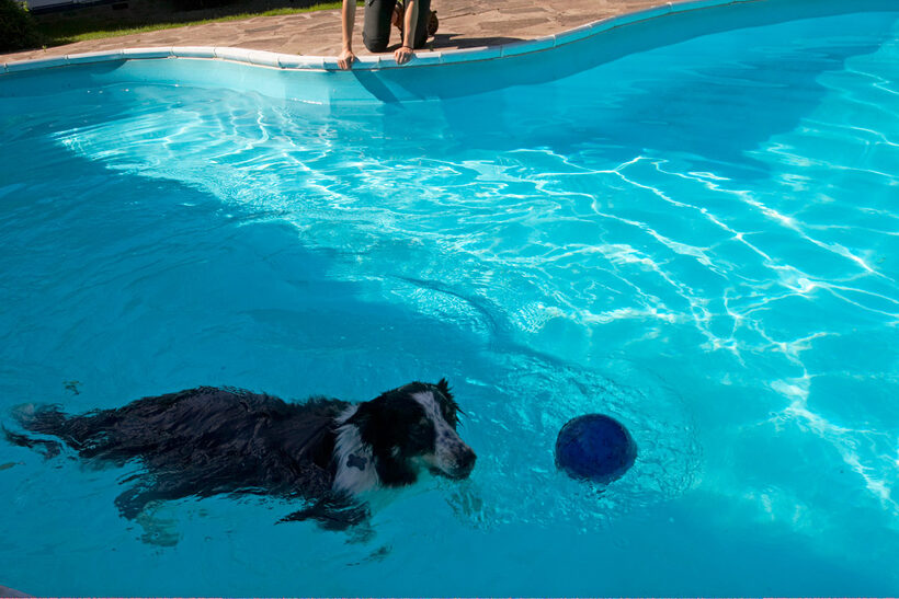Ball, Border Collie, Collies, Dog, Dogs, Pool, Stinky, Swim, Swimming, Water
