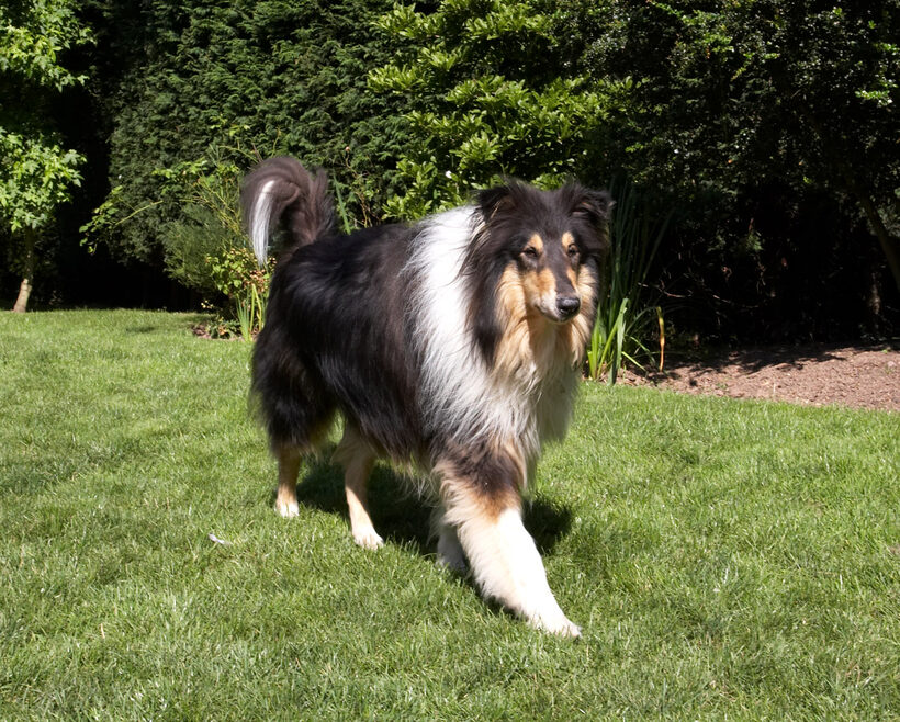 Collie, Collies, Dog, Dogs, Haired, Play, Playing, Playtime, Rough, Scooby