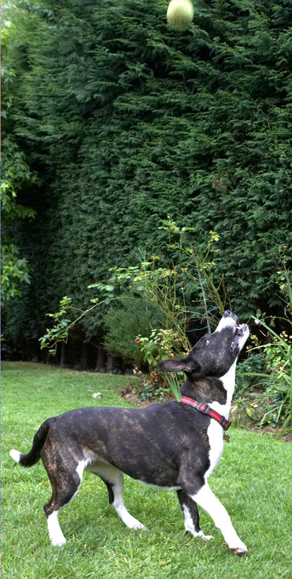 Ball, Dog, Dogs, Play, Playing, Playtime, Sasha, Staffordshire Bull Terrier, Terriers