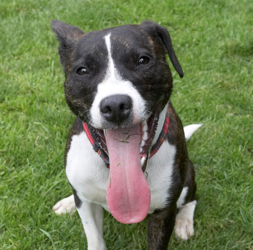 Dog, Dogs, Play, Playing, Playtime, Sasha, Sit, Sitting, Staffordshire Bull Terrier, Terriers, Tongue