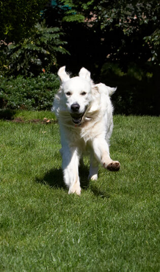 Bramley, Dog, Dogs, Golden Retriever, Play, Playing, Playtime, Retrievers, Run, Running