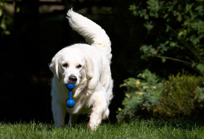 Bramley, Dog, Dogs, Golden Retriever, Play, Playing, Playtime, Retrievers