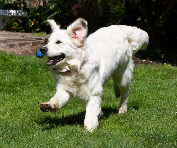 Bramley, Dog, Dogs, Golden Retriever, Play, Playing, Playtime, Retrievers, Run, Running