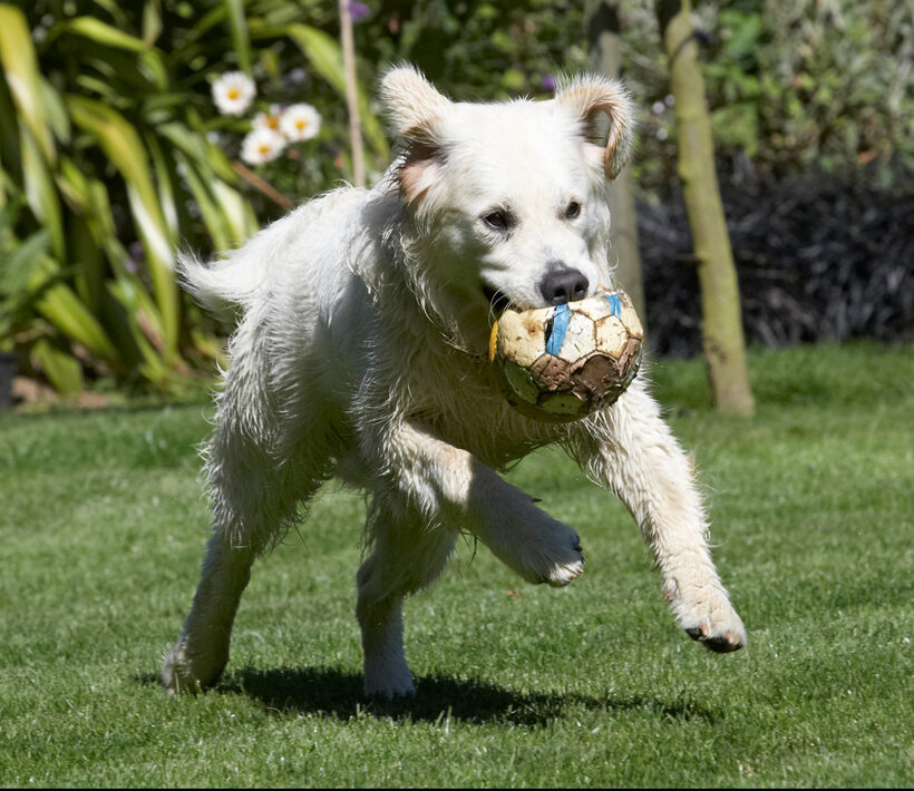 action, Animal, Animals, Ball, Bramley, Canine, Canines, Dog, Dogs, Golden Retriever, Land Mammal, Land Mammals, Play, Playing, Playtime, Retrievers, Run, Running, Terrestrial Mammal, Terrestrial Mammals