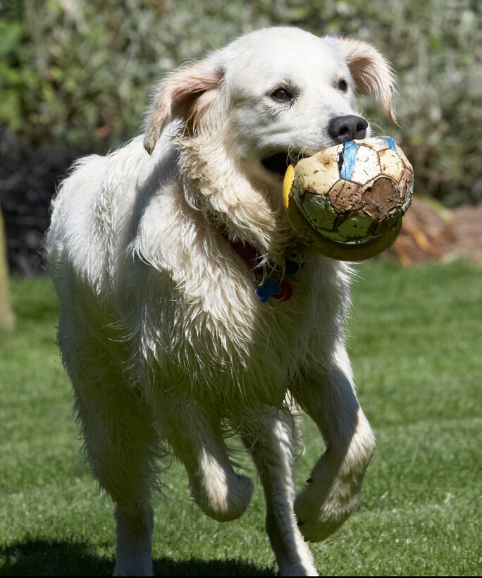 action, Animal, Animals, Ball, Bramley, Canine, Canines, Dog, Dogs, Golden Retriever, Land Mammal, Land Mammals, Play, Playing, Playtime, Retrievers, Run, Running, Terrestrial Mammal, Terrestrial Mammals