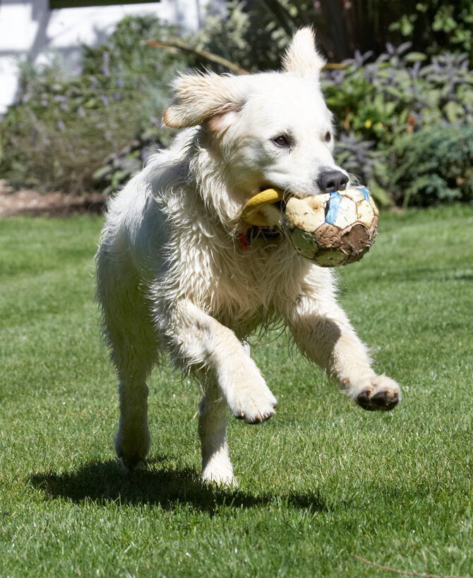 action, Animal, Animals, Ball, Bramley, Canine, Canines, Dog, Dogs, Golden Retriever, Land Mammal, Land Mammals, Play, Playing, Playtime, Retrievers, Run, Running, Terrestrial Mammal, Terrestrial Mammals