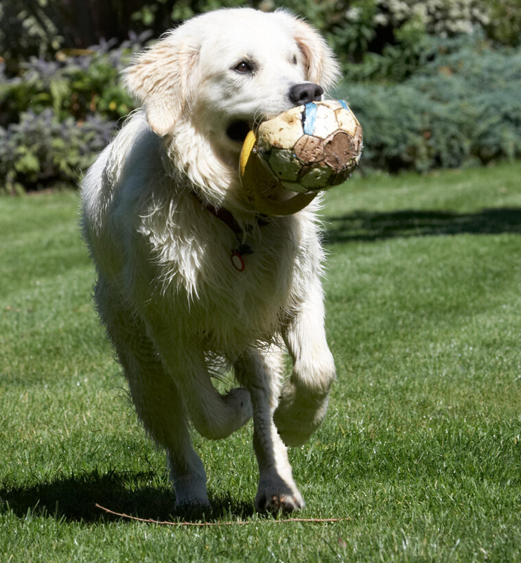 action, Animal, Animals, Ball, Bramley, Canine, Canines, Dog, Dogs, Golden Retriever, Land Mammal, Land Mammals, Play, Playing, Playtime, Retrievers, Run, Running, Terrestrial Mammal, Terrestrial Mammals