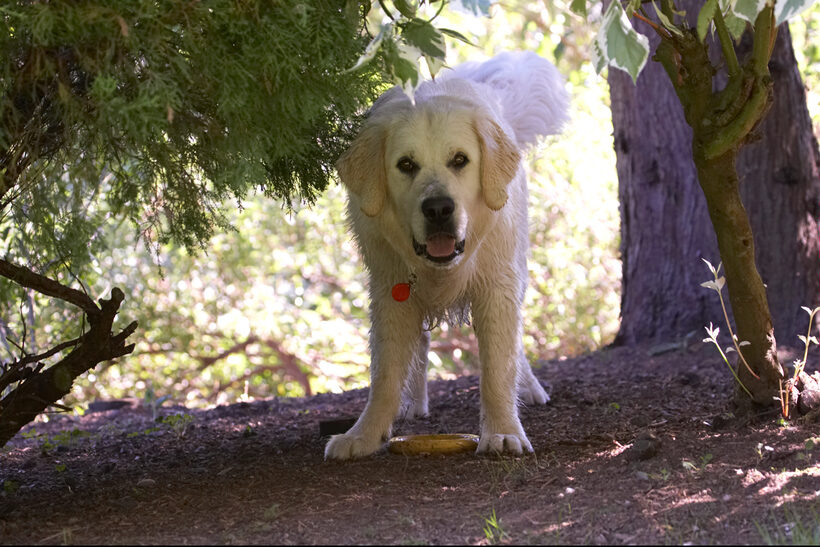 Animal, Animals, Bramley, Canine, Canines, Dog, Dogs, Golden Retriever, Land Mammal, Land Mammals, Play, Playing, Playtime, Retrievers, Terrestrial Mammal, Terrestrial Mammals, tongue