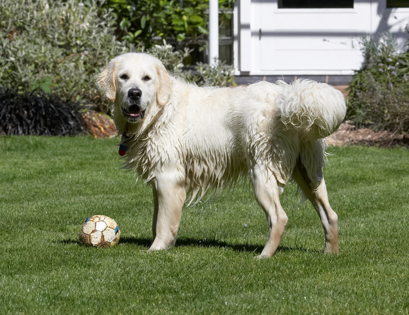 Animal, Animals, ball, Bramley, Canine, Canines, Dog, Dogs, Golden Retriever, Land Mammal, Land Mammals, Play, Playing, Playtime, Retrievers, Terrestrial Mammal, Terrestrial Mammals