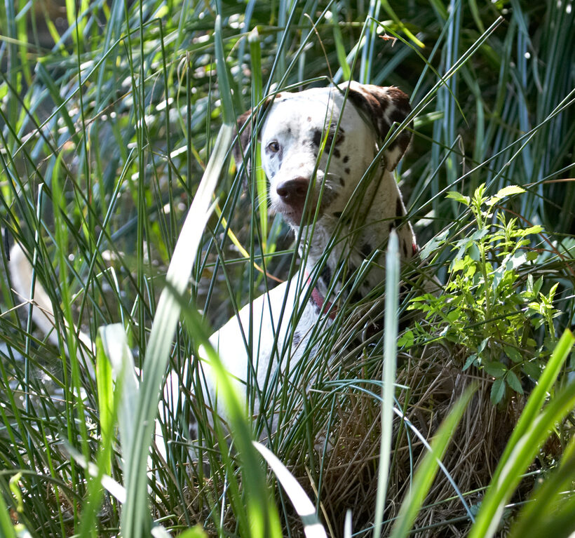 Animal, Animals, Canine, Canines, Dalmatian, Dalmatians, Dog, Dogs, Land Mammal, Land Mammals, Mia, Play, Playing, playtime, Terrestrial Mammal, Terrestrial Mammals