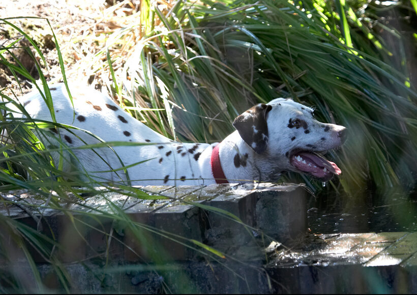 Animal, Animals, Canine, Canines, Dalmatian, Dalmatians, Dog, Dogs, Land Mammal, Land Mammals, Mia, Play, Playing, Playtime, Smile, smiling, Terrestrial Mammal, Terrestrial Mammals, Tongue, Water