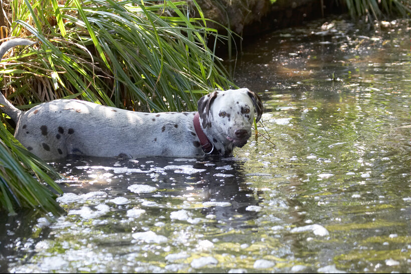 Animal, Animals, Canine, Canines, Dalmatian, Dalmatians, Dog, Dogs, Land Mammal, Land Mammals, Mia, Play, Playing, Playtime, Terrestrial Mammal, Terrestrial Mammals, water