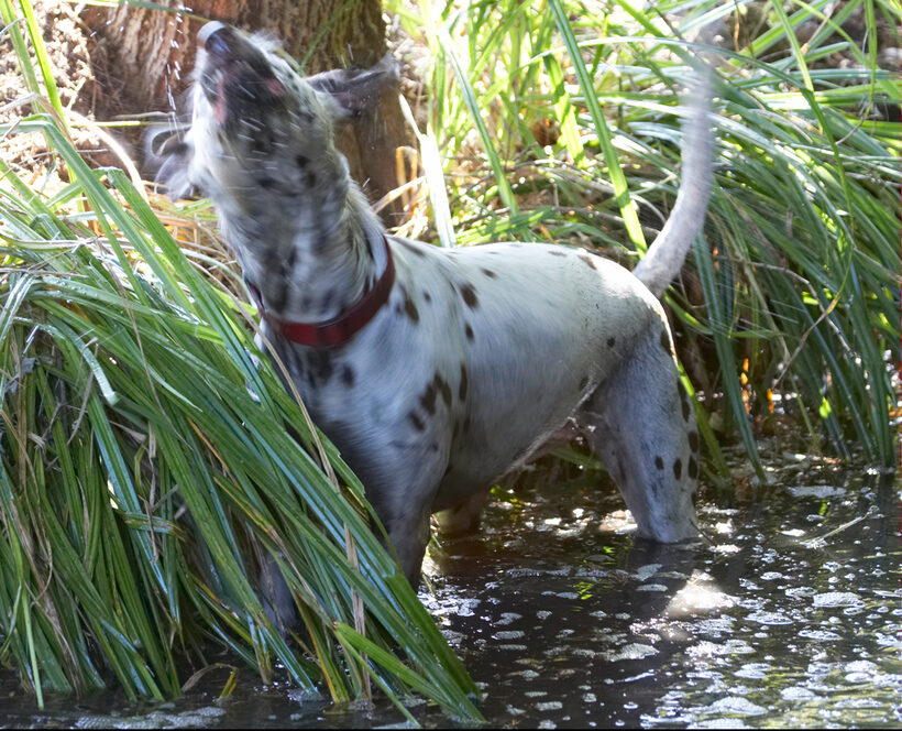 Dog, Rotate, Rotating, Rotation, Shake, Shaking, Terrestrial Mammal, Terrestrial Mammals, Twist, Animal, Animals, Canine, Canines, Dalmatian, Dalmatians, twisting, Dogs, Land Mammal, Land Mammals, Mia, Play, Playing, Playtime