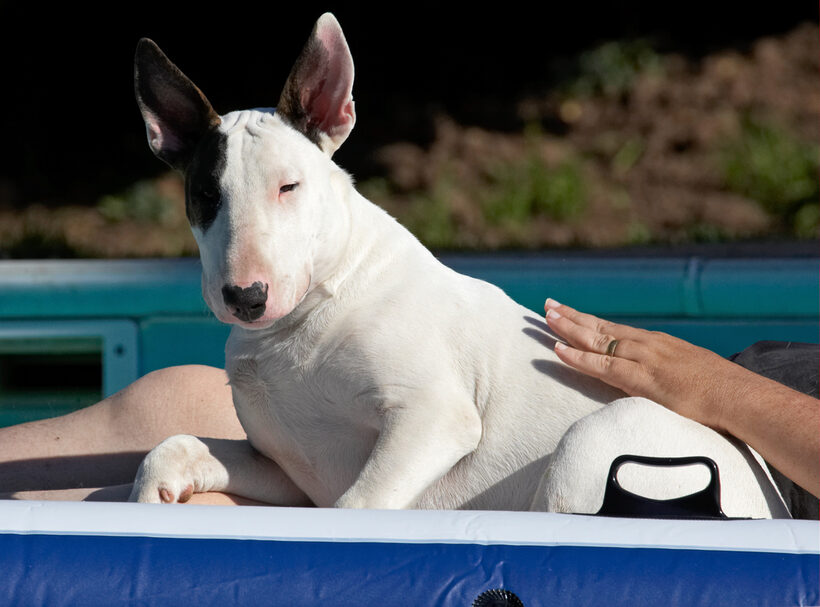 Canines, Play, Playing, Playtime, Pool, Swimming, Swimming pool, Terrestrial Mammal, Terrestrial Mammals, Animal, Animals, Bullies, Bully, Canine, Terriers, Craig, Dog, Dogs, English Bull Terrier, Land Mammal, Land Mammals, mana