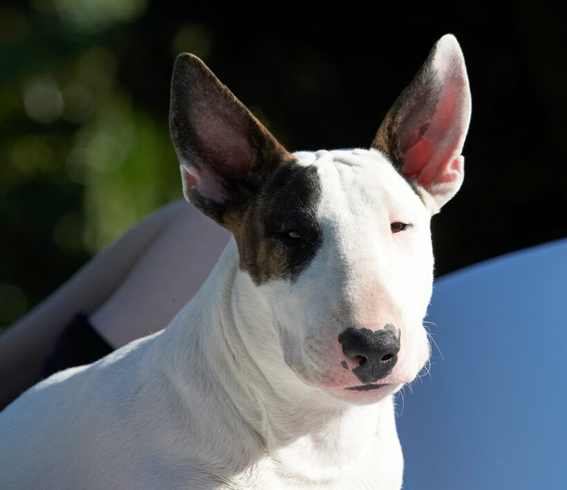 Canines, Play, Playing, Playtime, Pool, Swimming, Swimming pool, Terrestrial Mammal, Terrestrial Mammals, Animal, Animals, Bullies, Bully, Canine, Terriers, Craig, Dog, Dogs, English Bull Terrier, Land Mammal, Land Mammals, mana
