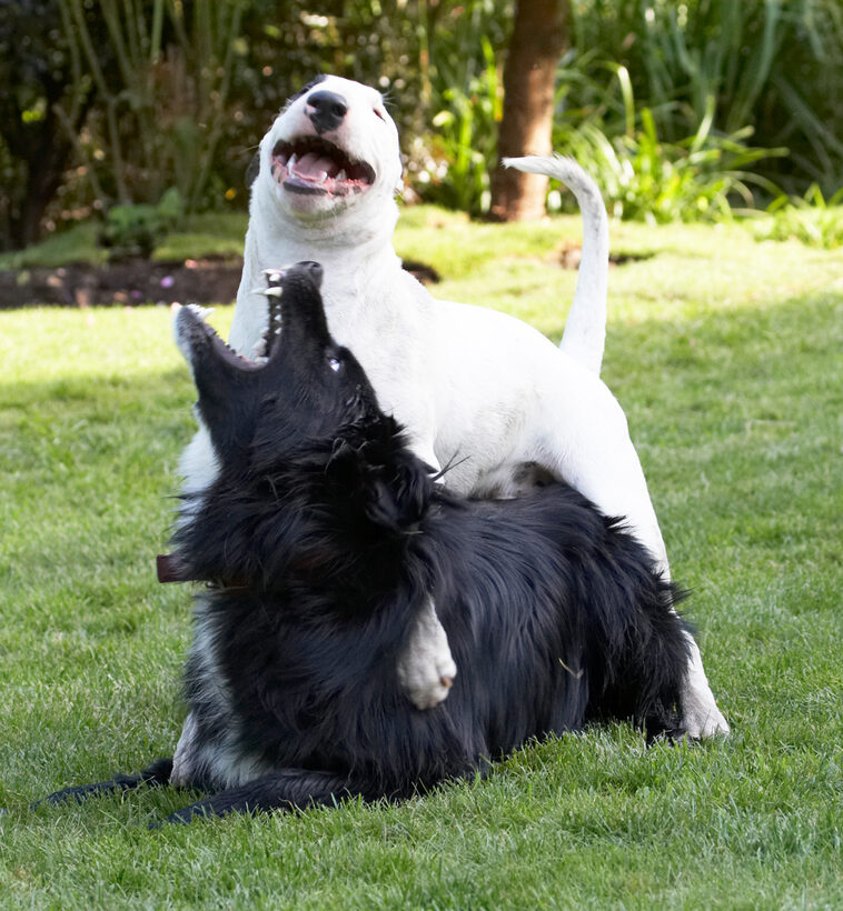 Bully, Land Mammal, Land Mammals, Mana, Play, Playing, Playtime, Terrestrial Mammal, Terrestrial Mammals, Animal, Animals, Barney, Best, Best friends, Bullies, Terriers, Canine, Canines, Collie, Collies, Dog, Dogs, English Bull Terrier, friends