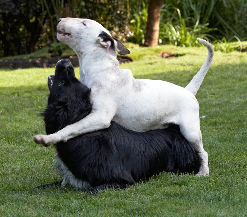 Bully, Land Mammal, Land Mammals, Mana, Play, Playing, Playtime, Terrestrial Mammal, Terrestrial Mammals, Animal, Animals, Barney, Best, Best friends, Bullies, Terriers, Canine, Canines, Collie, Collies, Dog, Dogs, English Bull Terrier, friends