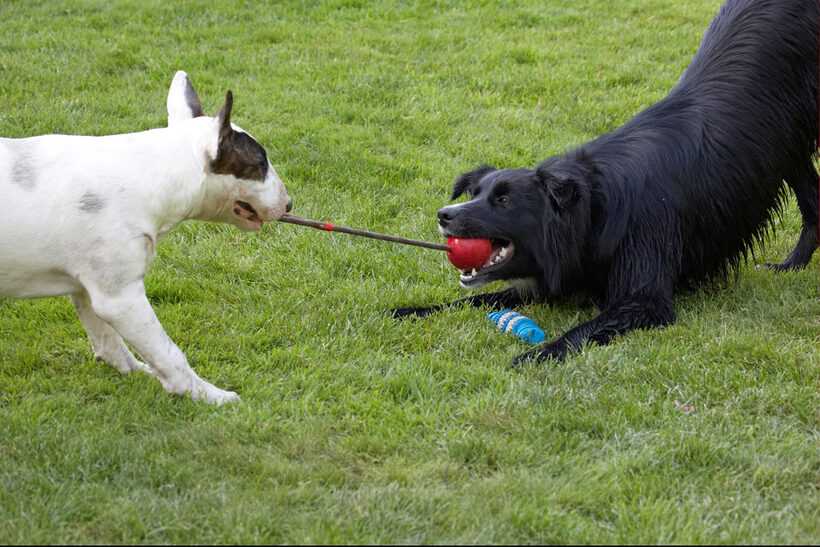 Canine, Land Mammals, Mana, Play, Playing, Playtime, Terrestrial Mammal, Terrestrial Mammals, Terriers, Animal, Animals, Barney, Best, Best friends, Bullies, Bully, tug-o-war, Canines, Collie, Collies, Dog, Dogs, English Bull Terrier, Friends, Land Mammal