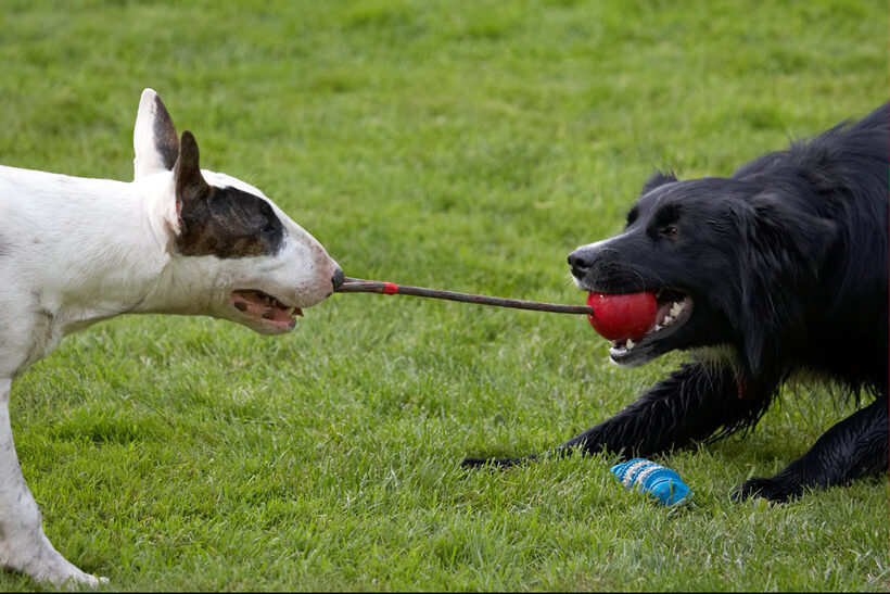 Canine, Land Mammals, Mana, Play, Playing, Playtime, Terrestrial Mammal, Terrestrial Mammals, Terriers, Animal, Animals, Barney, Best, Best friends, Bullies, Bully, tug-o-war, Canines, Collie, Collies, Dog, Dogs, English Bull Terrier, Friends, Land Mammal
