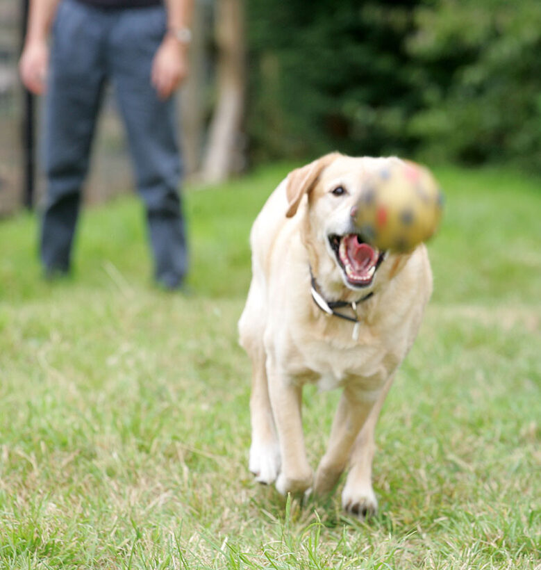 Zac Chasing The Ball