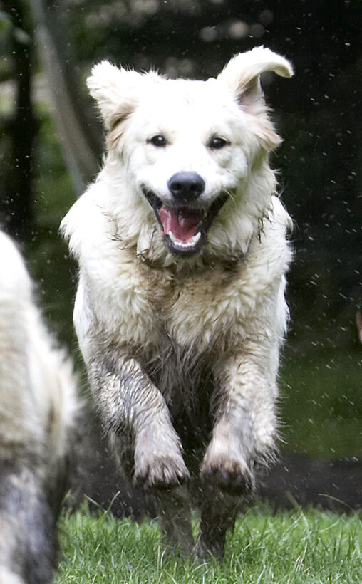 Dog, Dogs, Golden Retriever, Hal, Retrievers, Sirius, Tongue