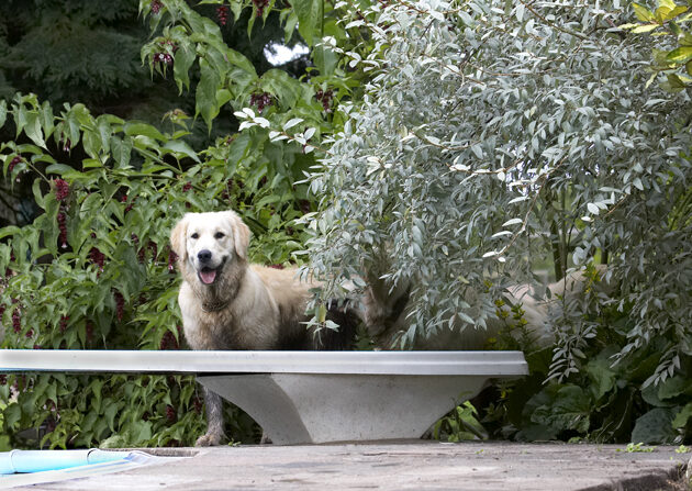 Dog, Dogs, Golden Retriever, Hal, Retrievers, Sirius, Tongue