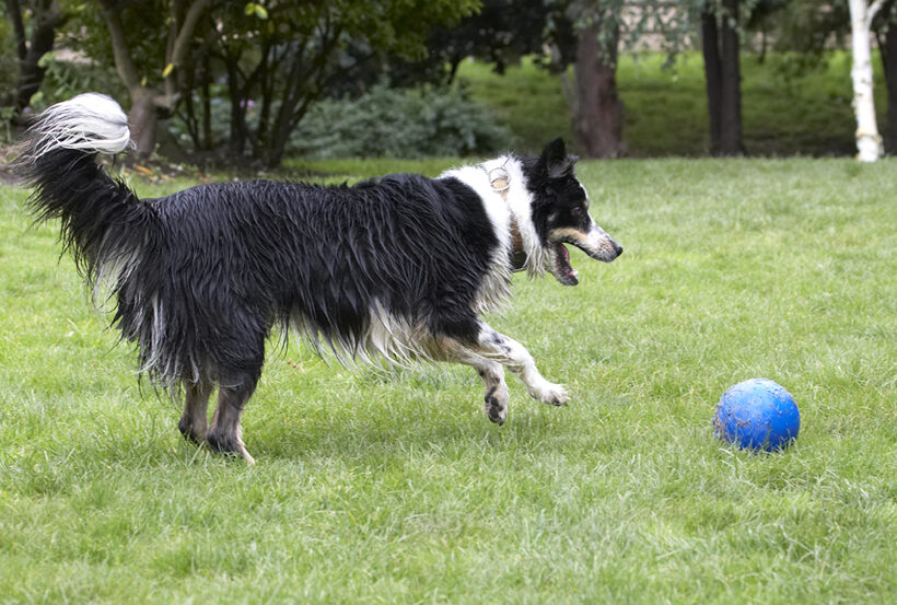 Ball, Border Collie, Collies, Laura, Stinky, Tongue