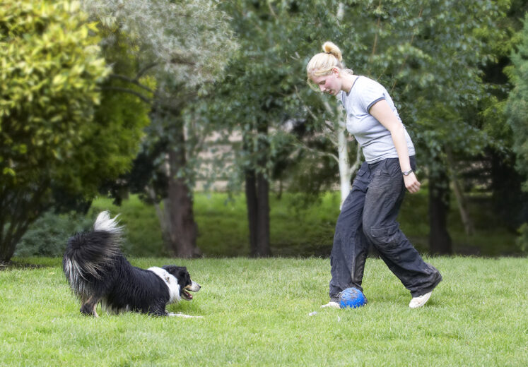 Ball, Border Collie, Collies, Laura, Stinky, Tongue