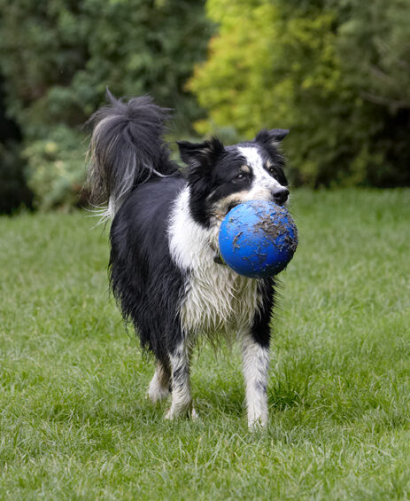 Ball, Border Collie, Collies, Dog, Dogs, Stinky, Tongue