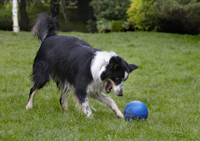 Ball, Border Collie, Collies, Dog, Dogs, Stinky, Tongue