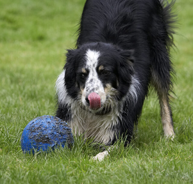 Ball, Border Collie, Collies, Dog, Dogs, Stinky, Tongue