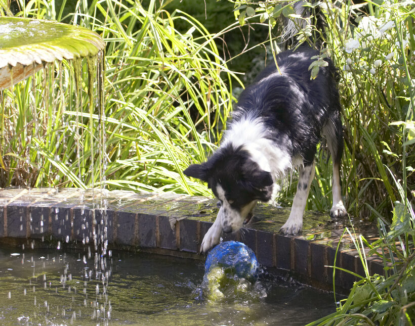 Ball, Border Collie, Collies, Dog, Dogs, Play, Playing, Playtime, Stinky, Water