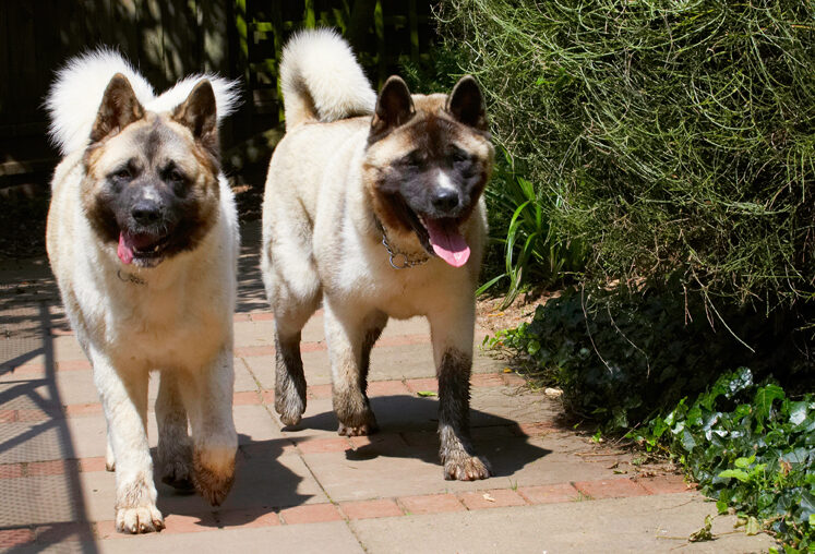 Akita, Asha, Dog, Dogs, Sky, Tongue