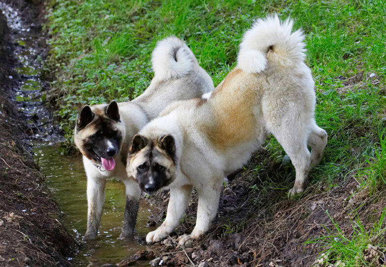 Akita, Asha, Dog, Dogs, Sky, Tongue