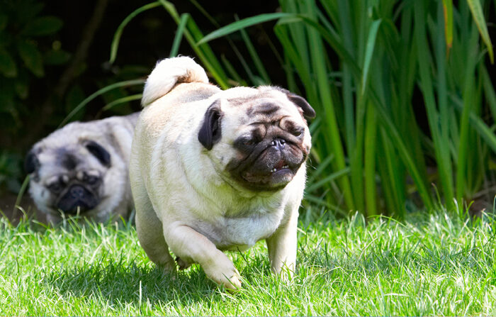 Bruno, Dog, Dogs, Loui, Pug, Pugs