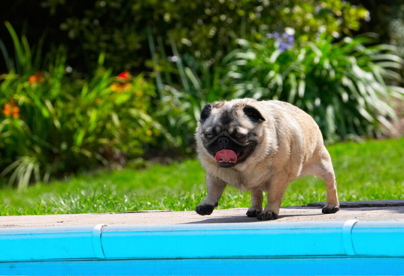 Bruno, Dog, Dogs, Loui, Pug, Pugs