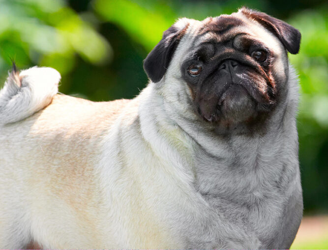 Bruno, Dog, Dogs, Loui, Pug, Pugs