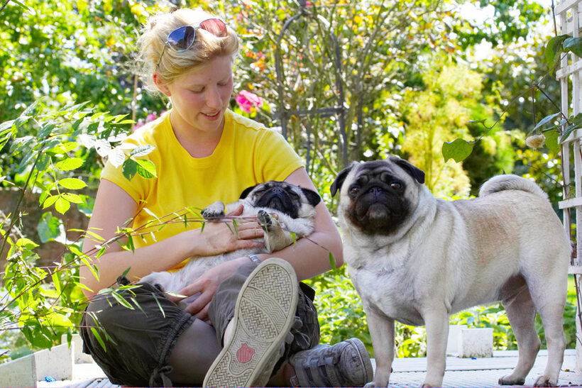Bruno, Dog, Dogs, Laura, Loui, Pug, Pugs
