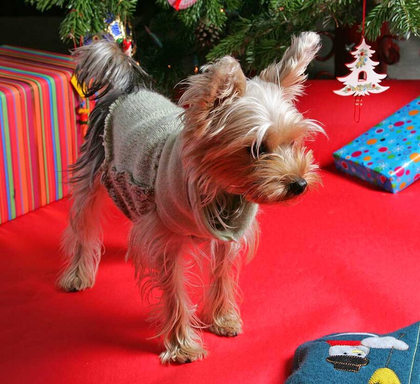 Layla at Christmas