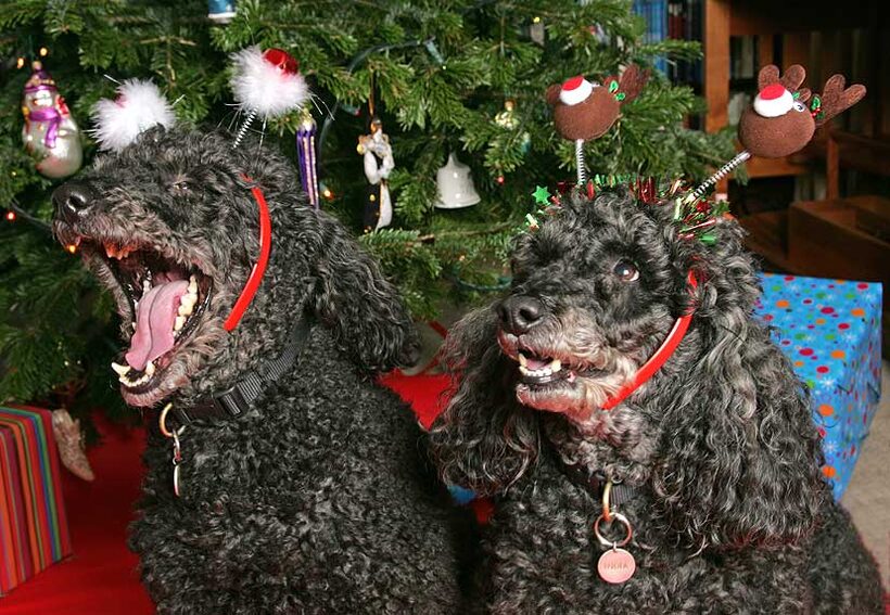 Bali and India at Christmas