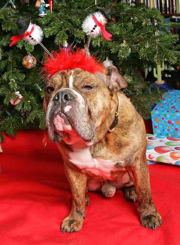 Frank at Christmas