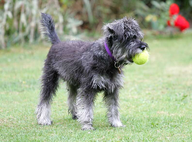 Foggy With A Tennis Ball