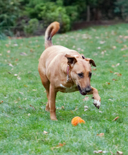 Christmas, Dog, Dogs, English Bull Terrier, Play, Playing, Playtime, Ruby, Run, Running, Staffordshire, Terriers
