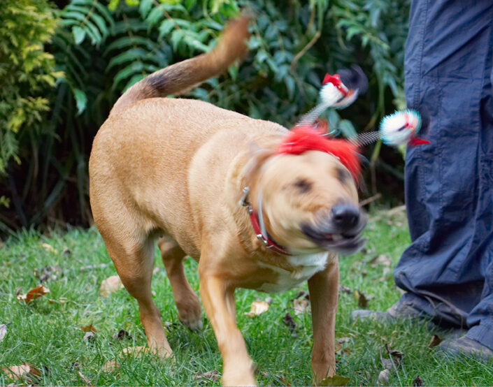 Christmas, Dog, Dogs, English Bull Terrier, Play, Playing, Playtime, Ruby, Run, Running, Staffordshire, Terriers