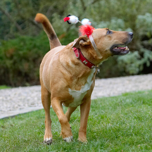 Christmas, Dog, Dogs, English Bull Terrier, Play, Playing, Playtime, Ruby, Run, Running, Staffordshire, Terriers