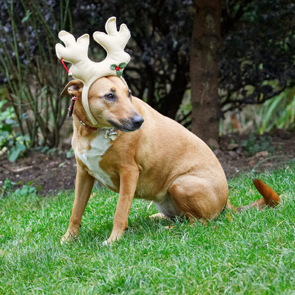 Christmas, Dog, Dogs, English Bull Terrier, Play, Playing, Playtime, Reindeer, Ruby, Run, Running, Sitting, Staffordshire, Terriers
