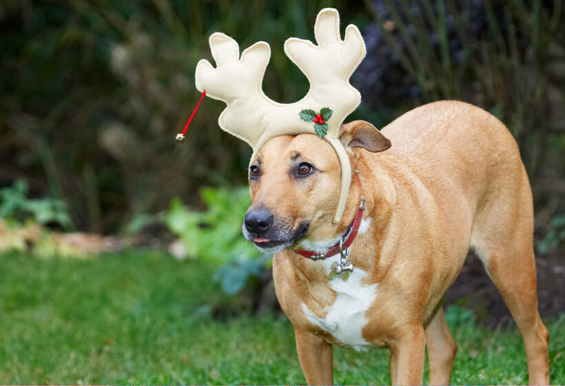 Christmas, Dog, Dogs, English Bull Terrier, Play, Playing, Playtime, Reindeer, Ruby, Run, Running, Staffordshire, Terriers, Tongue